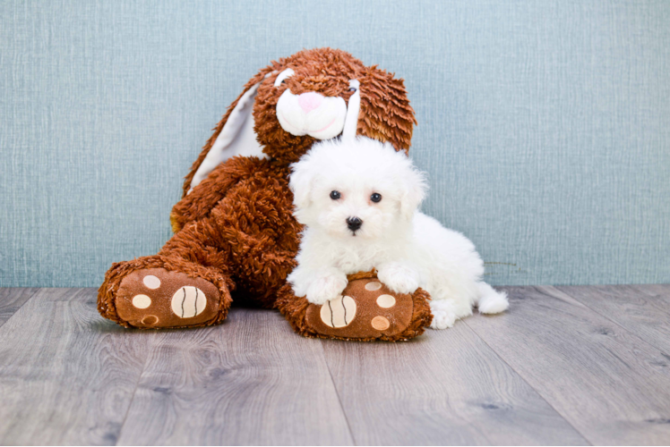 Little Bichon Frise Purebred Pup