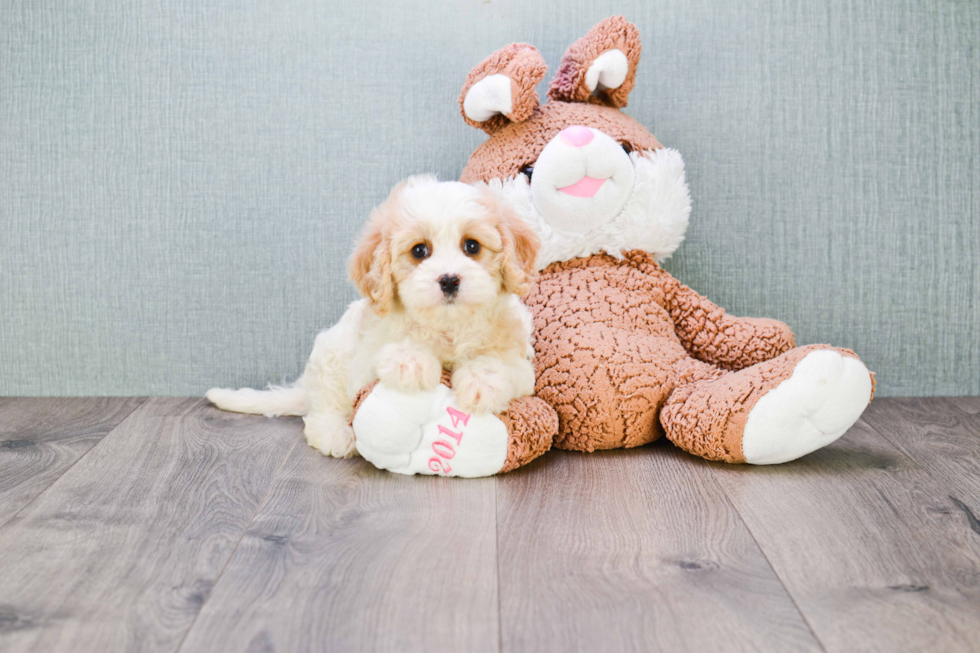 Playful Cavalier Designer Puppy