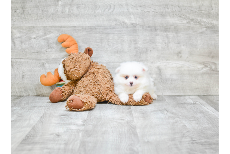 Pomeranian Pup Being Cute