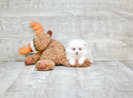 Pomeranian Pup Being Cute