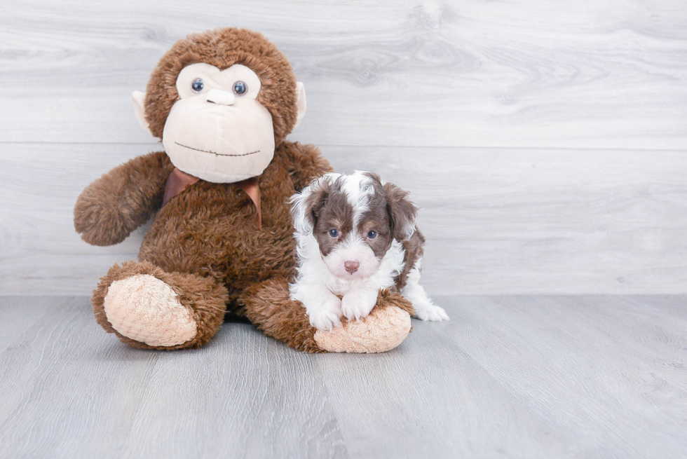 Funny Mini Aussiedoodle Poodle Mix Pup