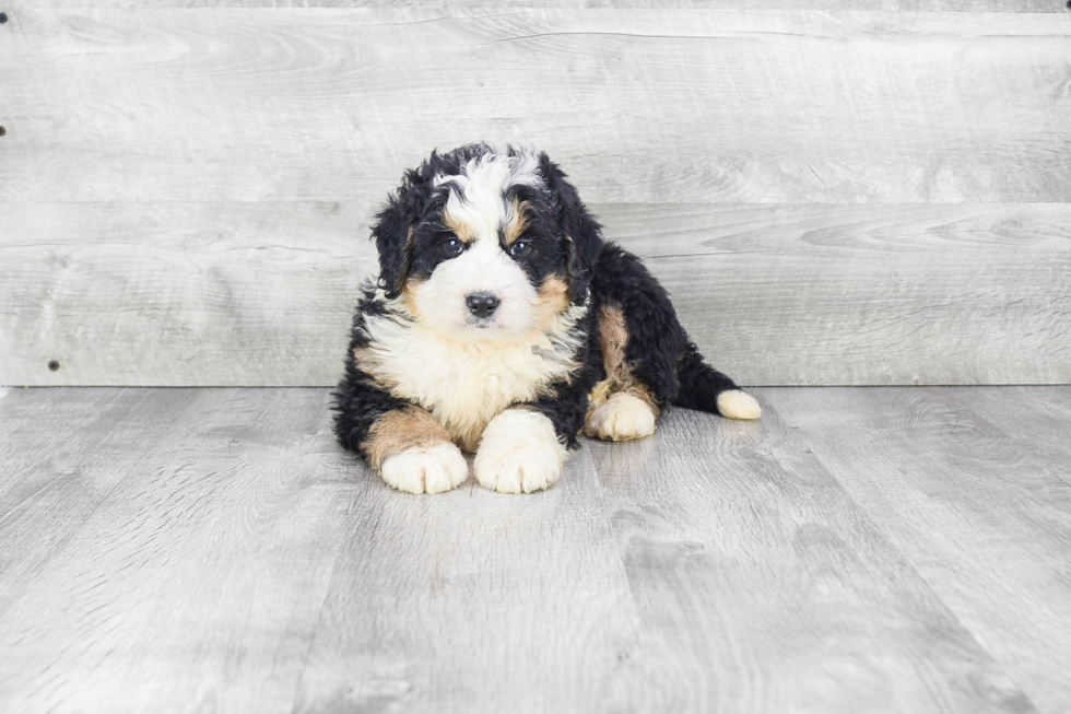 Friendly Mini Bernedoodle Baby