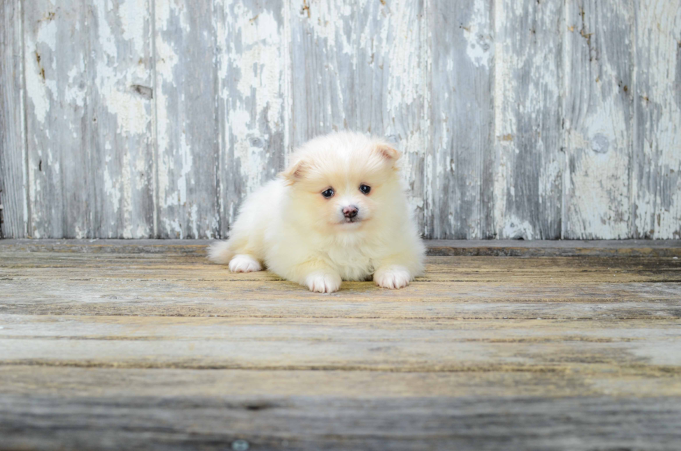 Pomeranian Puppy for Adoption