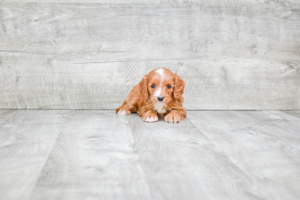 Happy Cavapoo Baby