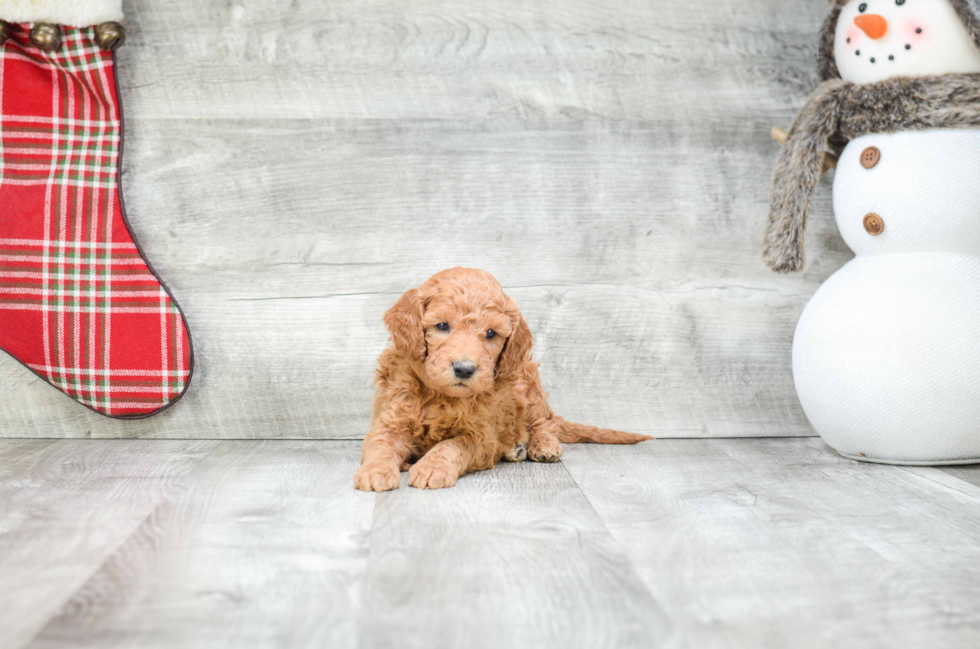 Sweet Mini Goldendoodle Baby