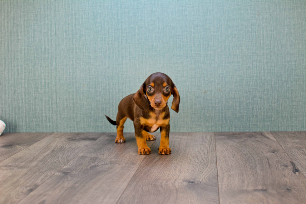 Cute Dachshund Purebred Pup