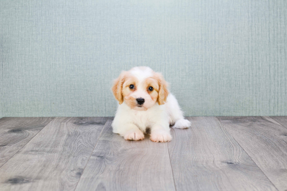 Best Cavachon Baby