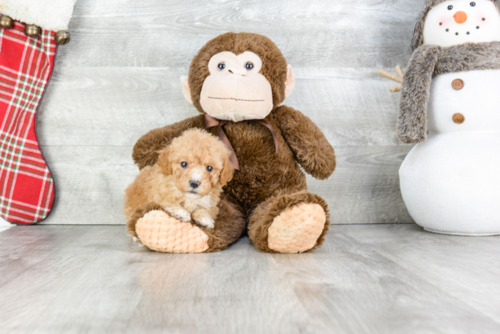 Small Cavapoo Baby