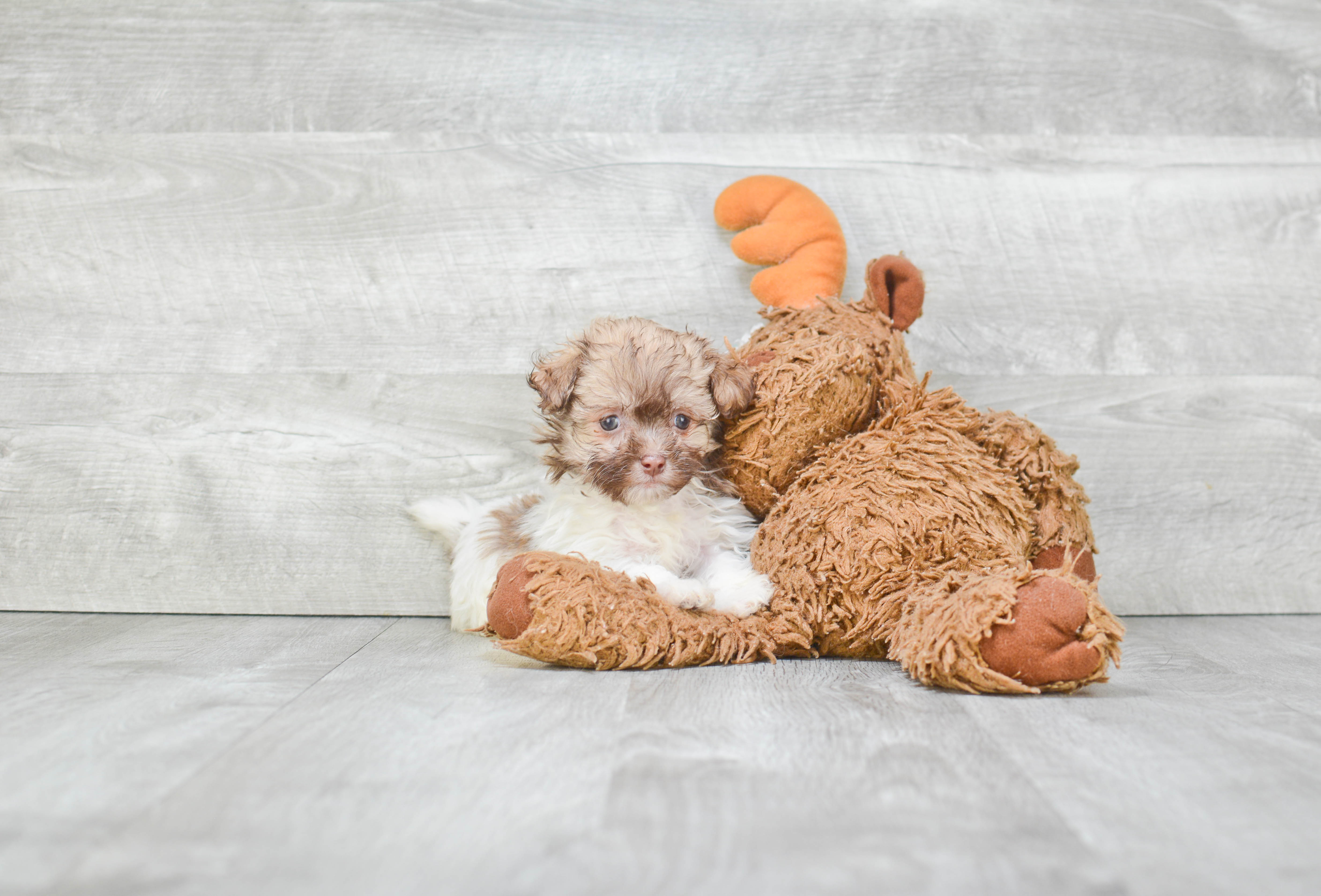 Havanese Pup Being Cute