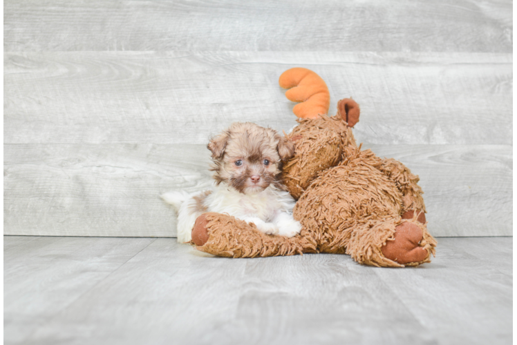 Havanese Pup Being Cute