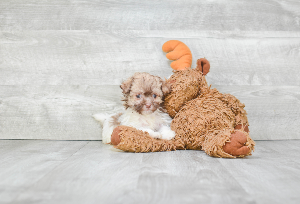 Havanese Pup Being Cute