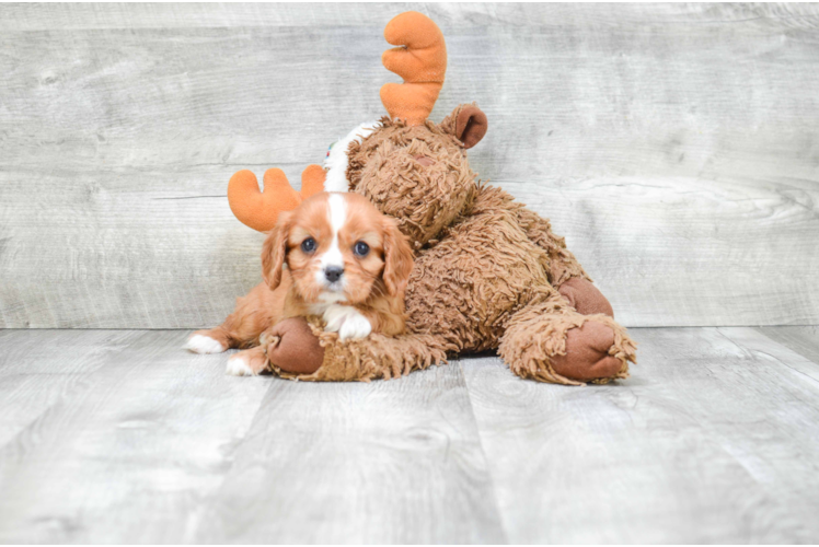 Cavalier King Charles Spaniel Puppy for Adoption