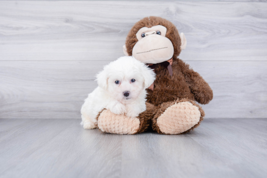 Small Bichon Frise Baby