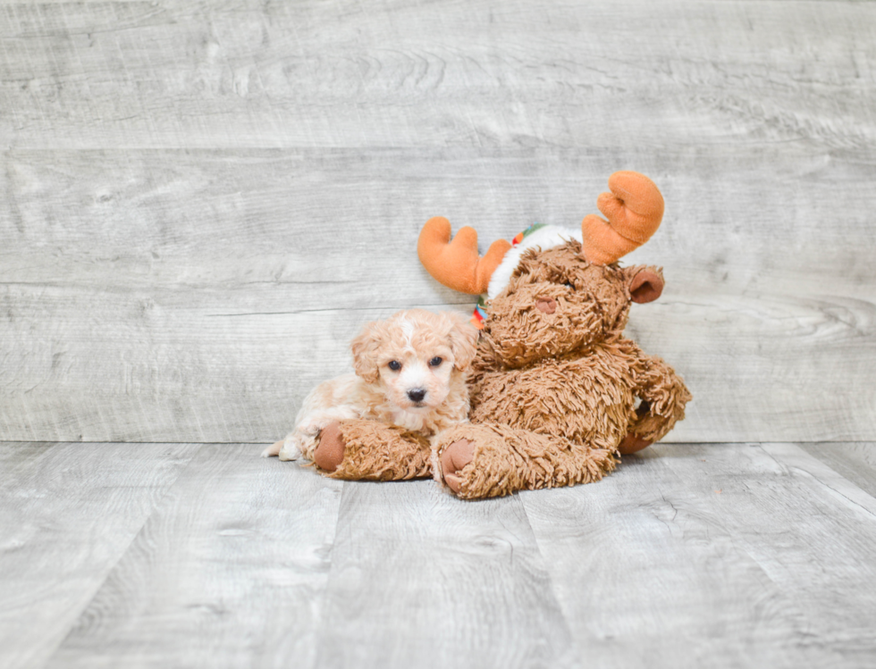 Best Maltipoo Baby