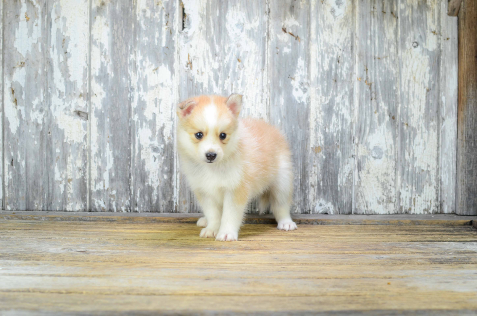 Pomsky Puppy for Adoption