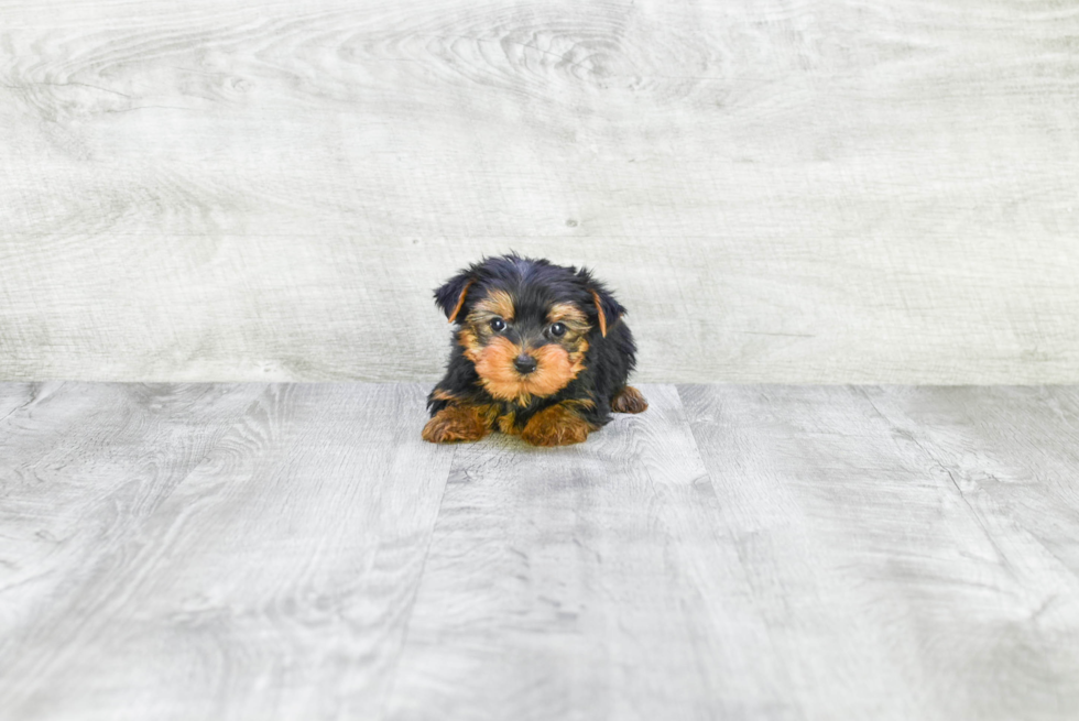 Meet Roscoe - our Yorkshire Terrier Puppy Photo 