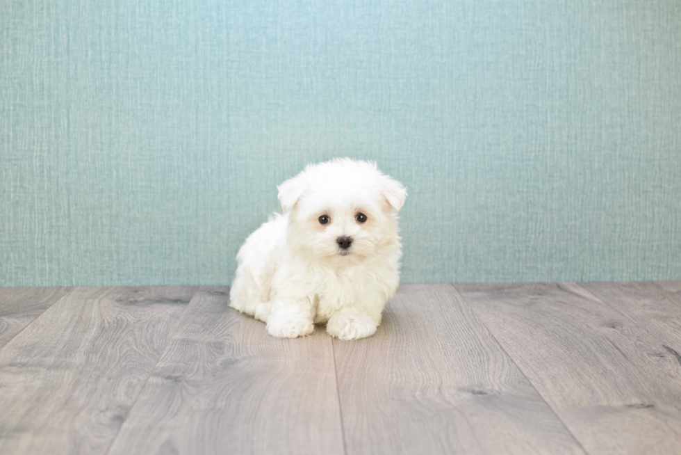 Maltese Puppy for Adoption