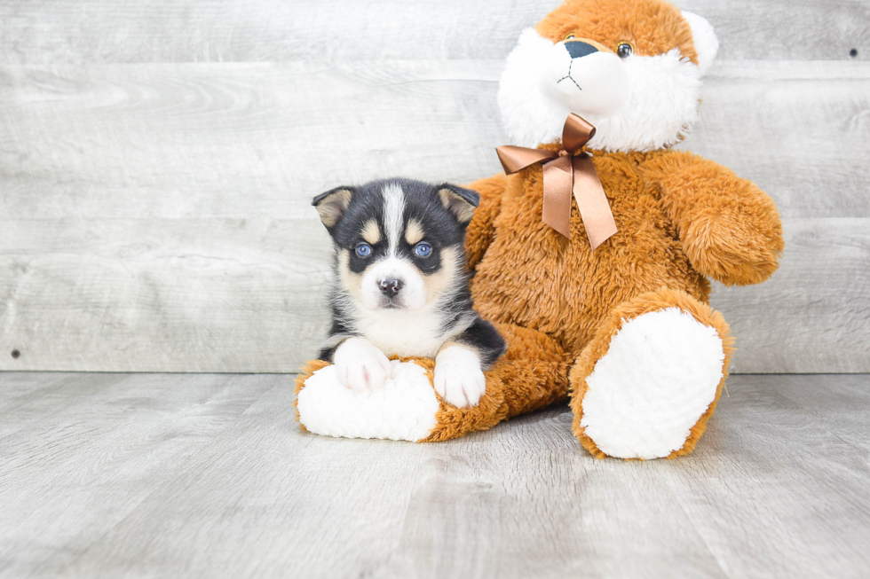 Pomsky Pup Being Cute