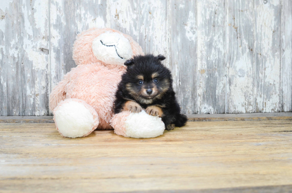 Hypoallergenic Pomeranian Baby