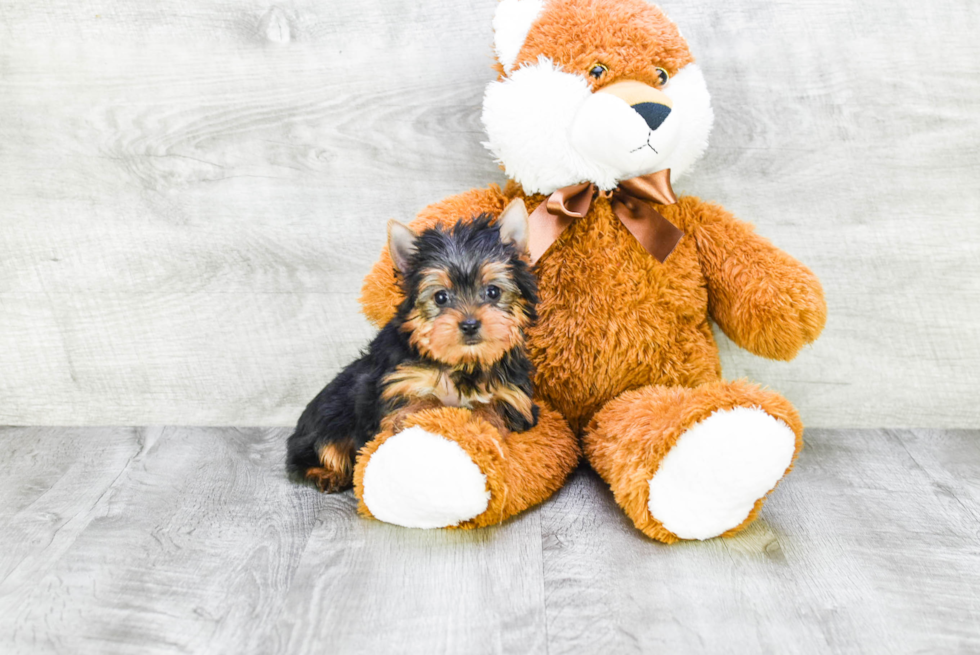 Meet Ronaldo - our Yorkshire Terrier Puppy Photo 