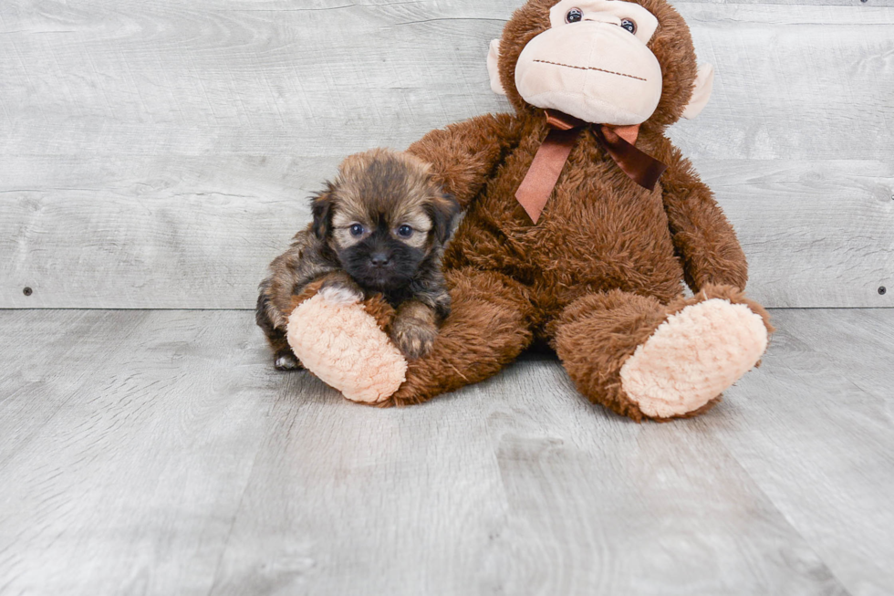 Havanese Pup Being Cute