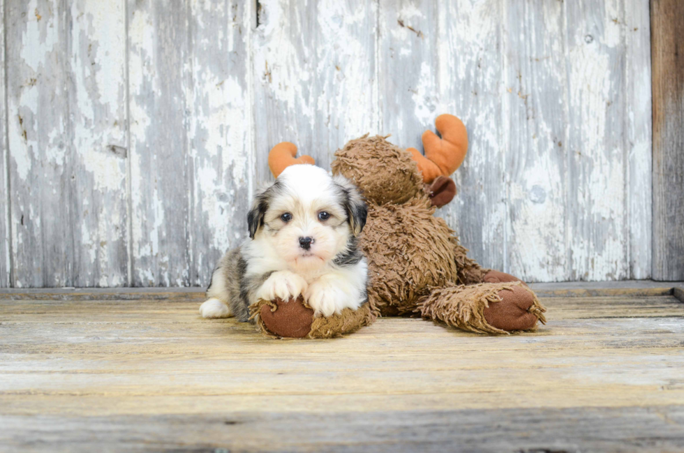 Teddy Bear Puppy for Adoption