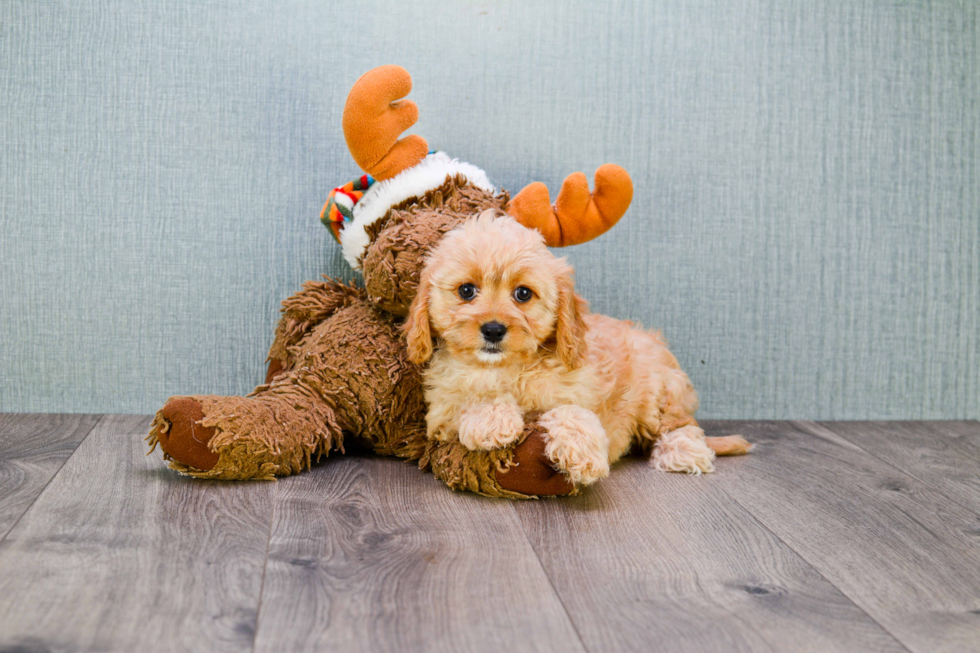 Fluffy Cavapoo Poodle Mix Pup