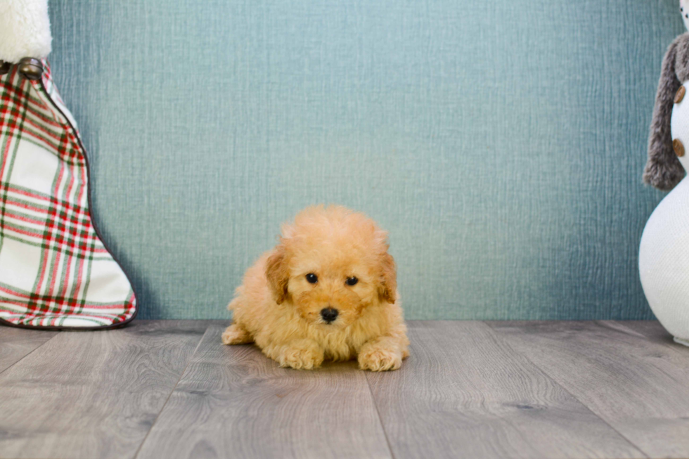 Adorable Maltepoo Poodle Mix Puppy