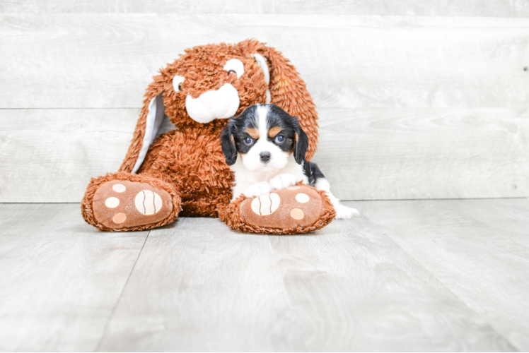 Best Cavalier King Charles Spaniel Baby