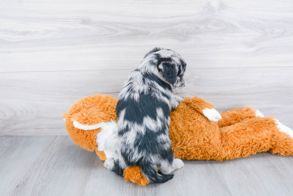 Mini Aussiedoodle Pup Being Cute