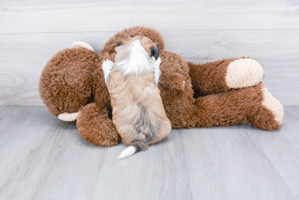 Popular Teddy Bear Designer Pup