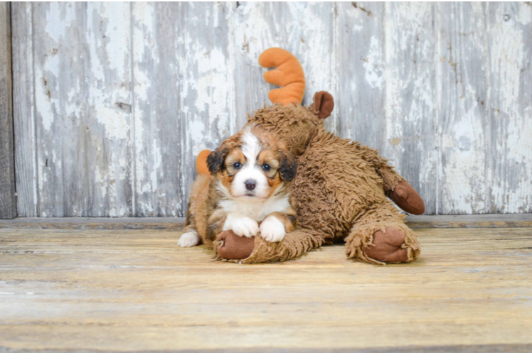 Sweet Mini Bernedoodle Baby