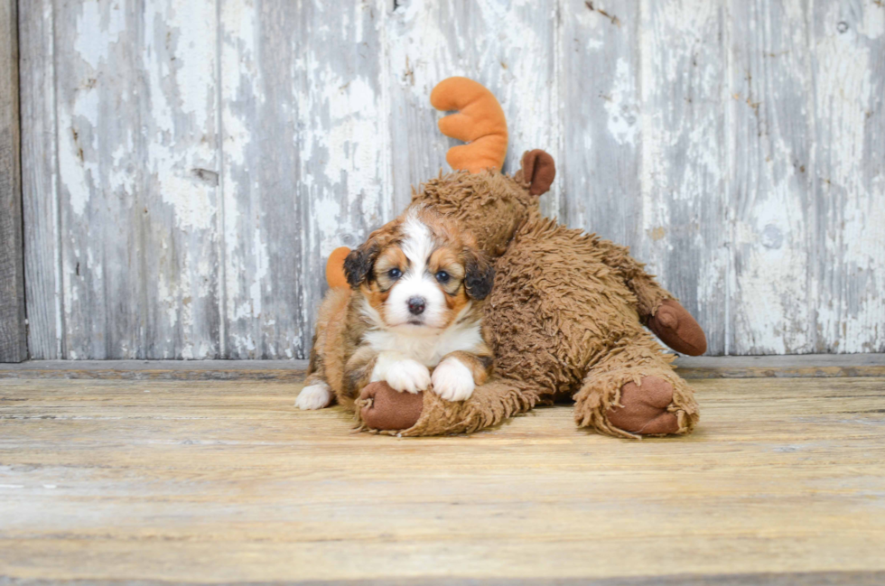 Sweet Mini Bernedoodle Baby