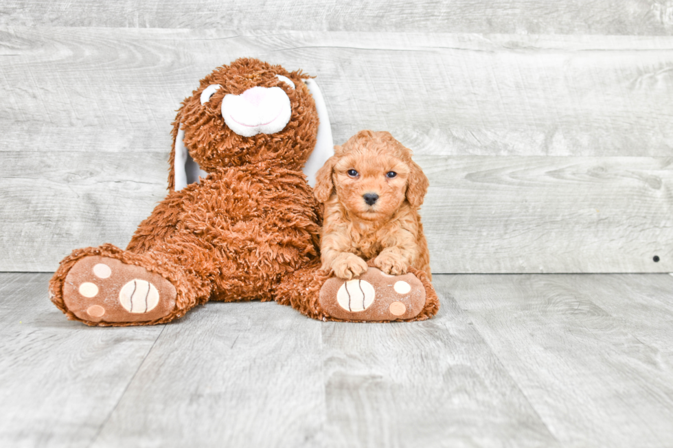 Funny Mini Goldendoodle Poodle Mix Pup