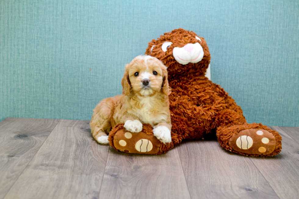 Hypoallergenic Cavoodle Poodle Mix Puppy