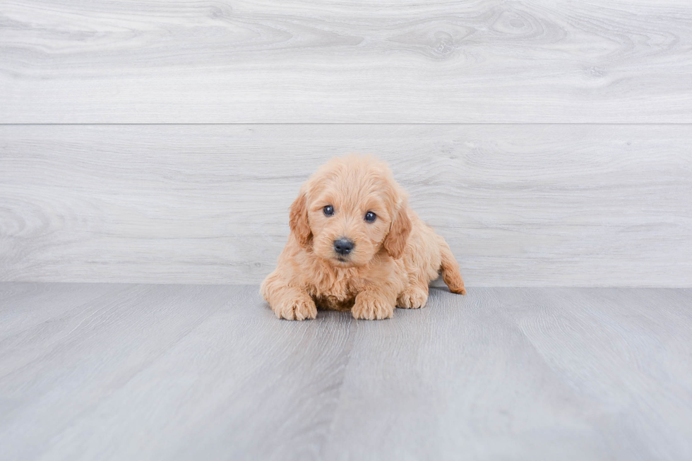 Happy Mini Goldendoodle Baby