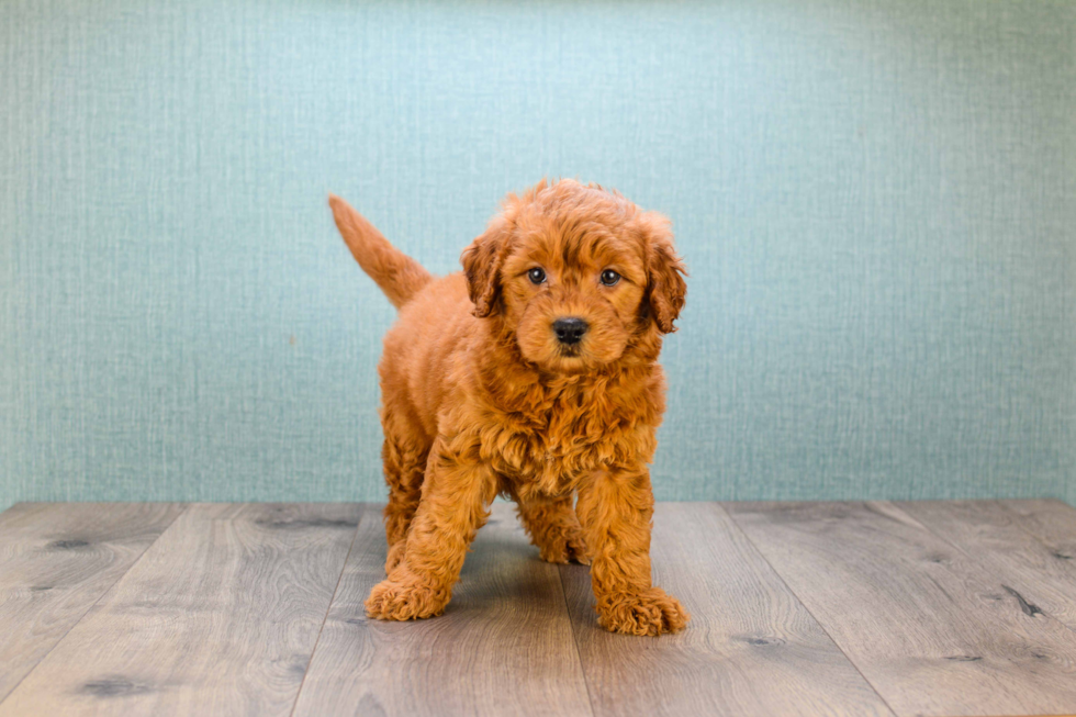 Mini Goldendoodle Pup Being Cute