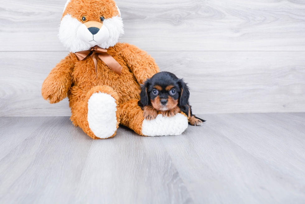 Playful Cavalier King Charles Spaniel Baby