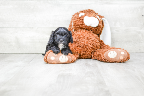 Popular Cavapoo Poodle Mix Pup