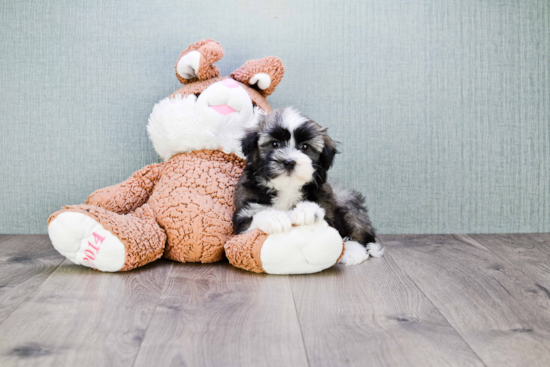 Best Havanese Baby