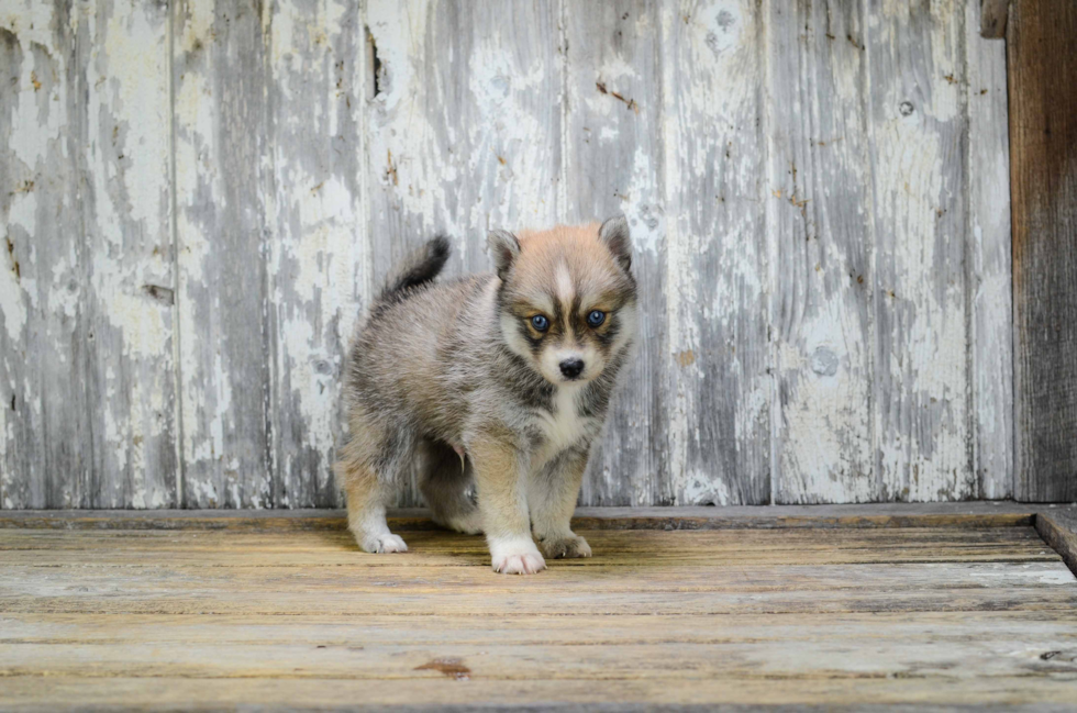 Pomsky Puppy for Adoption