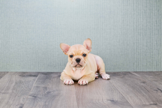 Akc Registered French Bulldog Purebred Pup