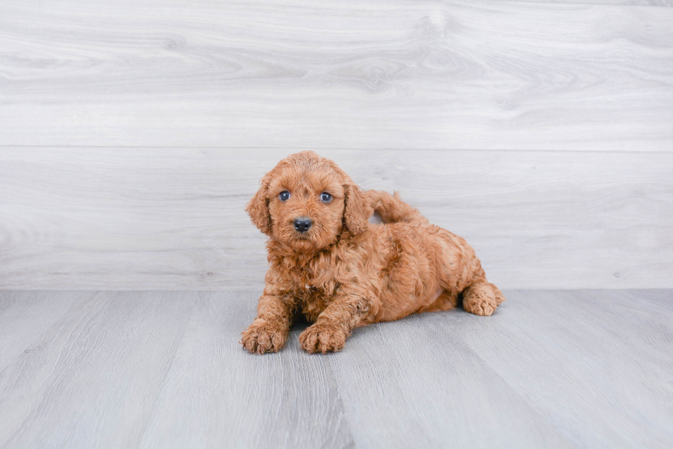 Playful Golden Retriever Poodle Mix Puppy