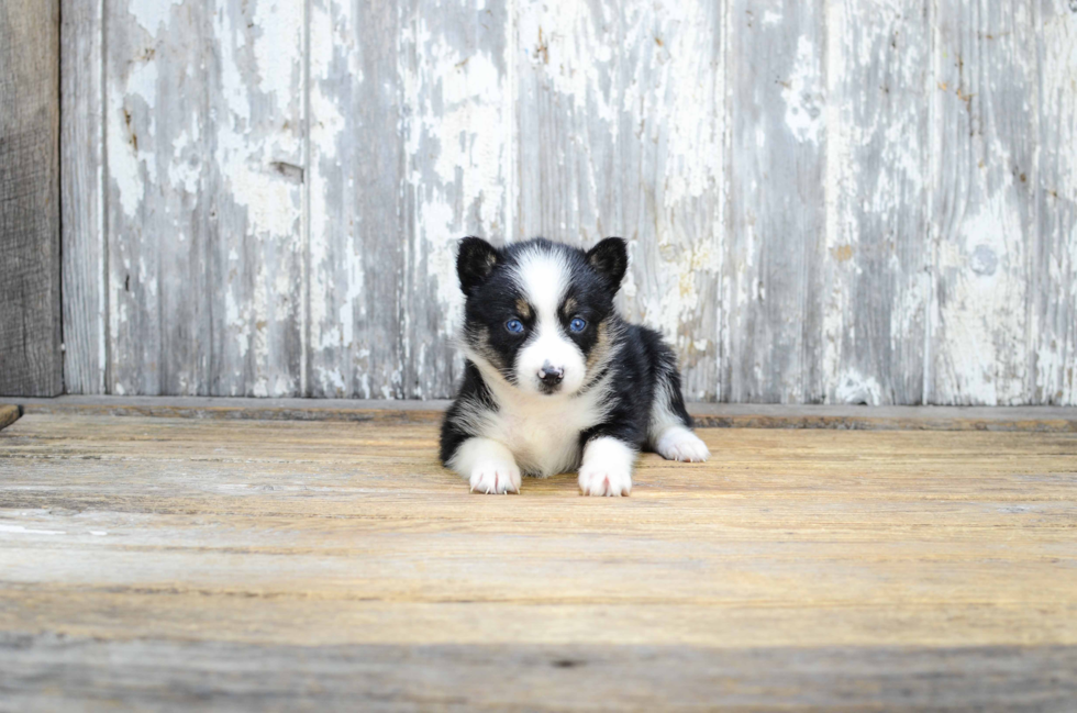 Petite Pomsky Designer Pup