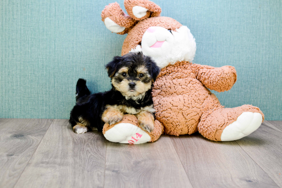 Small Morkie Baby