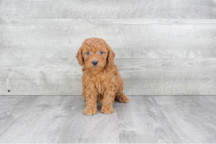 Mini Goldendoodle Pup Being Cute