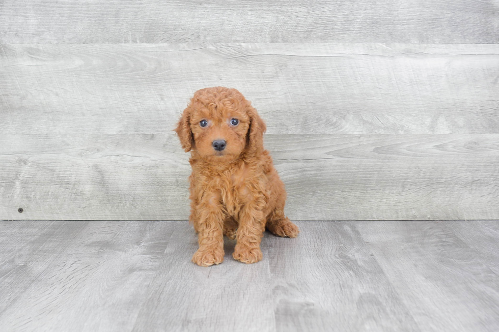 Mini Goldendoodle Pup Being Cute