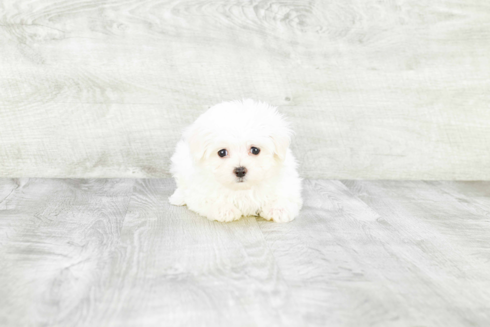 Maltese Puppy for Adoption