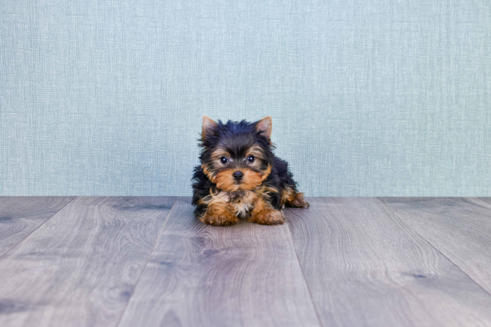 Meet Beckham - our Yorkshire Terrier Puppy Photo 