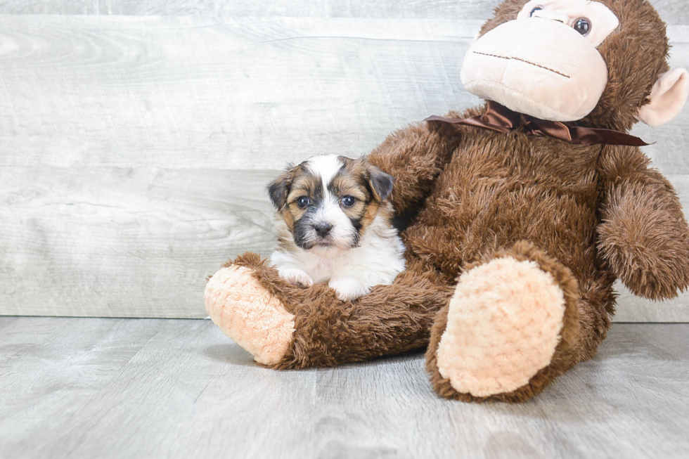 Teddy Bear Pup Being Cute